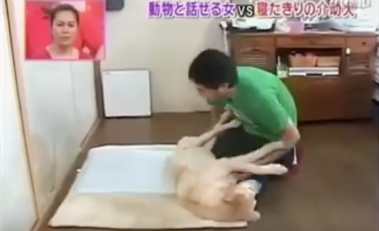 日本動物溝通節目、寵物溝通推薦、寵物溝通教學