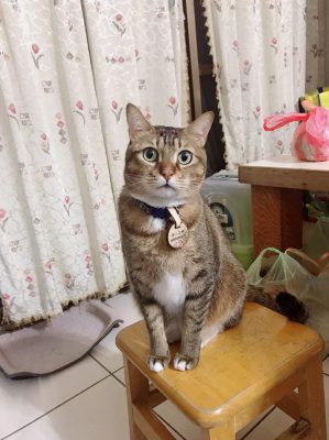 寵物溝通推薦、寵物溝通師、李朋娟